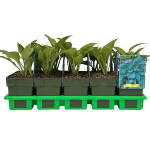 Hosta tardiana Halcyon
(10 Plants/Order)(11cmP 25cmH)