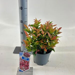 Leucothoe axillaris Zeblid
(1 Plants/Order)(17cmP 30cmH)