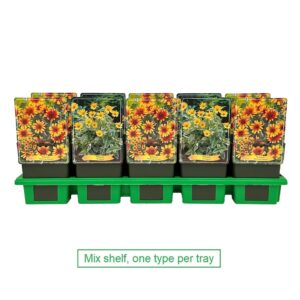 Heliopsis mix laag P11
(10 Plants/Order)(11cmP 25cmH)