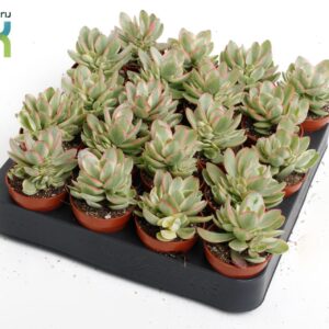 Crassula Moneymaker Varigata
(20 Plants/Order)(5.5cmP 10cmH)
