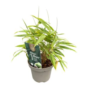 Fargesia rufa One Boo™ Green P10
(9 Plants/Order)(10cmP 20cmH)