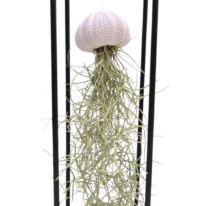 Tillandsia Arrangement Tillandsia schelp hangframe medium
(15 Plants/Order)(9cmP 30cmH)