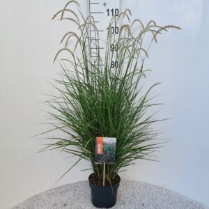 Pennisetum alopecuroides Fairy Tails P19
(1 Plants/Order)(19cmP 90cmH)