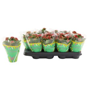 Kalanchoe Calandiva Rubio Double Red
(16 Plants/Order)(8cmP 15cmH)