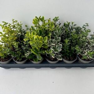 Euonymus gem.
(18 Plants/Order)(9cmP 10cmH)