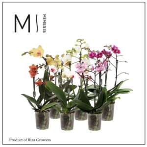Phalaenopsis Multiflora mix 3 spike 12cm Mimesis
(10 Plants/Order)(12cmP 50cmH)