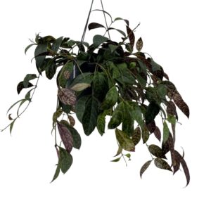 Aeschynanthus marmoratus
(7 Plants/Order)(15cmP 55cmH)