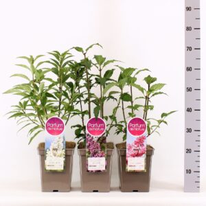 Syringa Villosae mix, C5
(1 Plants/Order)(23cmP 30cmH)