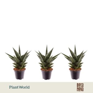 Sansevieria Skyline Maik
(16 Plants/Order)(7cmP 15cmH)