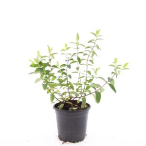 Hypericum Hidcote
(8 Plants/Order)(14cmP 15cmH)