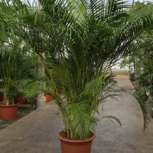 Chrysalidocarpus Dypsis lutescens (Areca)
(1 Plants/Order)(50cmP 250cmH)