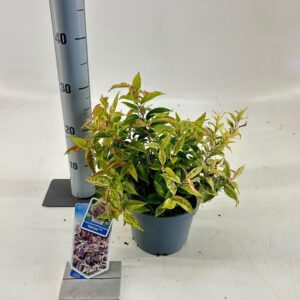 Leucothoe Makijaz fontanesiana PBR
(1 Plants/Order)(17cmP 30cmH)