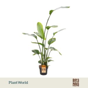 Strelitzia nicolai 3 PP (zonder bloem) 160-180cm
(1 Plants/Order)(24cmP 160cmH)