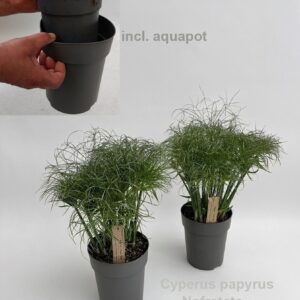 Cyperus papyrus Nofretete Aquapot [compact paper plant]
(6 Plants/Order)(17cmP 45cmH)