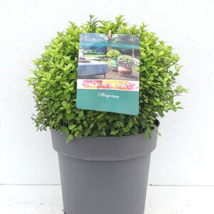 Pittosporum tenuifolium Pompom' XXL 'Colours in Shape'
(1 Plants/Order)(29cmP 50cmH)