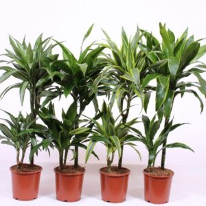 Dracaena fragrans Mixkar 45-15
(1 Plants/Order)(19cmP 110cmH)