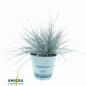 Festuca glauca CompactA Blue®
(15 Plants/Order)(10.5cmP 25cmH)