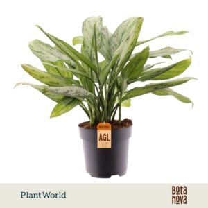 Aglaonema Silver Queen
(6 Plants/Order)(17cmP 50cmH)