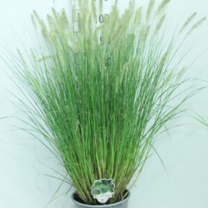 Pennisetum alopecuroides Hameln P29 silver Pot
(1 Plants/Order)(29cmP 110cmH)