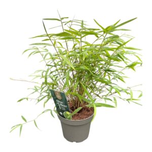 Fargesia other One Boo™ P14
(8 Plants/Order)(14cmP 40cmH)