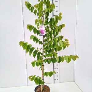 Cercis canadensis Cercis can. 'Pink Pom Poms' 175-200C12
(1 Plants/Order)(30cmP 200cmH)
