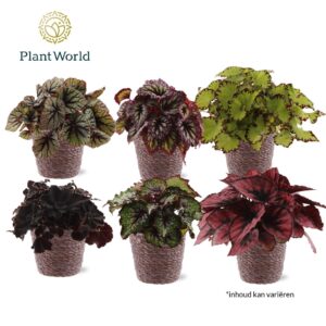 Begonia Rex Magic Colours Trendy Mand
(6 Plants/Order)(12cmP 25cmH)