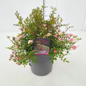 Rosa Lilly Rose' C2
(1 Plants/Order)(17cmP 40cmH)