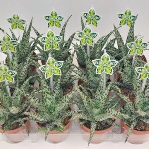 Aloe Aloe Tiki Wave P9
(12 Plants/Order)(9cmP 16cmH)