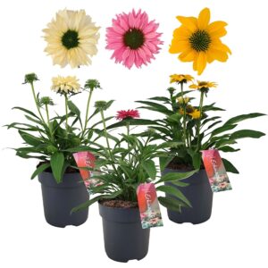 Echinacea purpurea 17 cm mix per laag (3 kleuren) (NL)
(6 Plants/Order)(17cmP 50cmH)