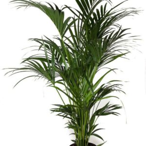 Howea forsteriana P31-180
(1 Plants/Order)(31cmP 180cmH)