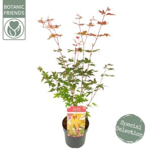Acer palmatum Redwine
(1 Plants/Order)(19cmP 65cmH)