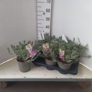 Convolvulus cneorum
(1 Plants/Order)(17cmP 35cmH)