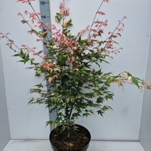 Acer palmatum Oridono-Nishiki'
(1 Plants/Order)(31cmP 120cmH)