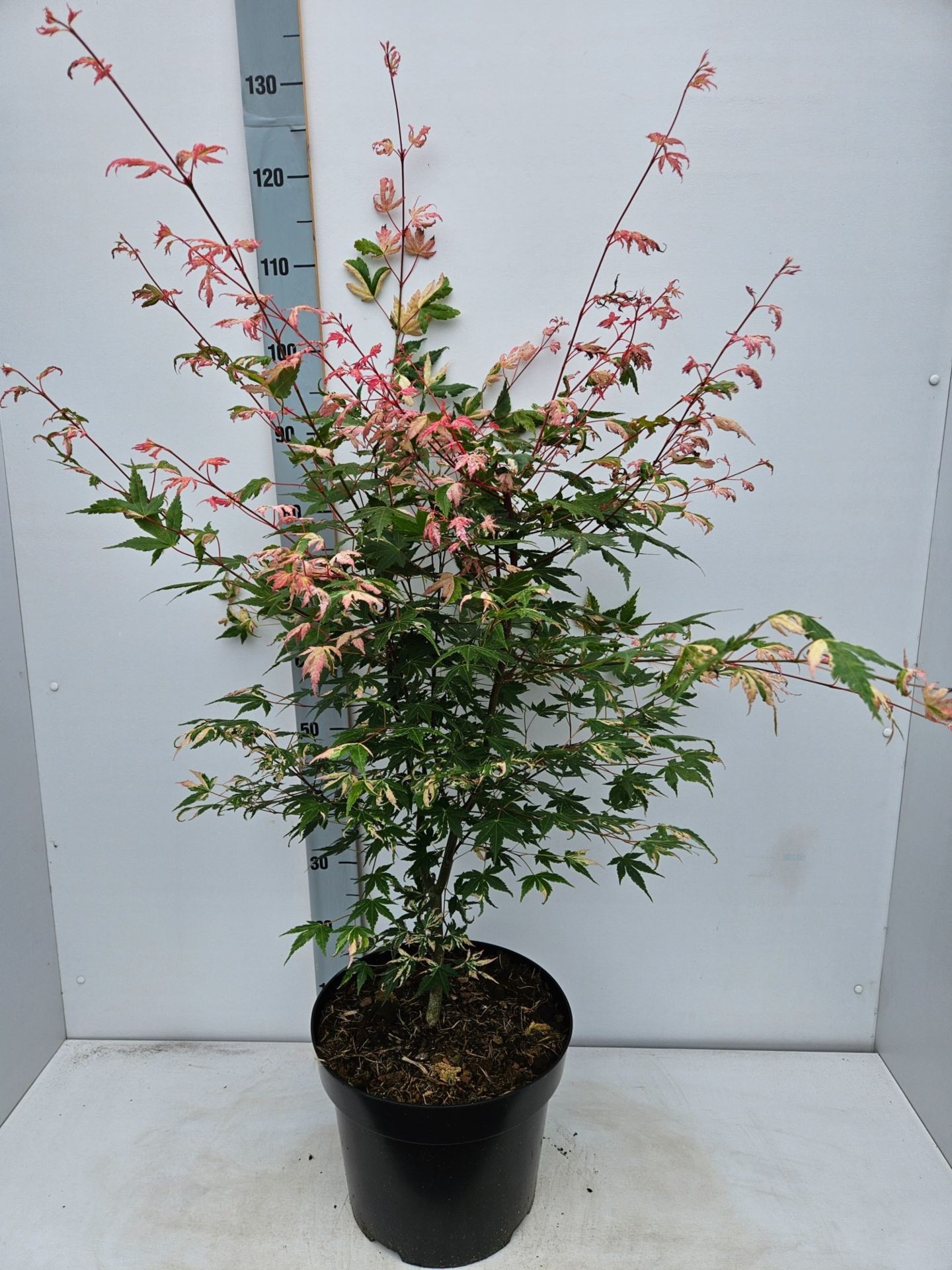 9ff20bdb-d21a-4bac-92a4-c160fa9afdba.jpg