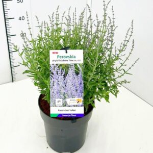 Perovskia Prime Time atr. BüC5
(1 Plants/Order)(23cmP 50cmH)