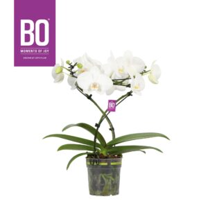 Phalaenopsis white more Ripsen Twister P12 BO Wing 2 spike
(3 Plants/Order)(12cmP 50cmH)
