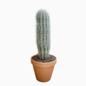 Pachycereus pringlei
(1 Plants/Order)(31cmP 100cmH)
