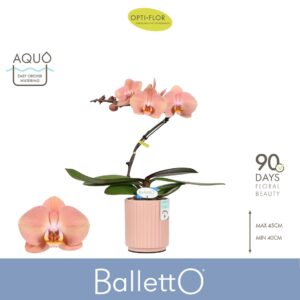 Phalaenopsis other salmon Balletto Sway 1 spike in Molise Salmon Aquo
(3 Plants/Order)(12cmP 45cmH)