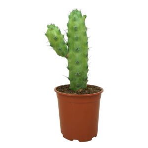 Cereus Myrtillocactus geometrizans fukurokuryuzinboku 24 cm
(2 Plants/Order)(24cmP 50cmH)
