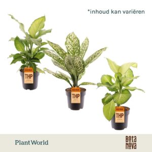 Dieffenbachia mixed
(3 Plants/Order)(21cmP 60cmH)