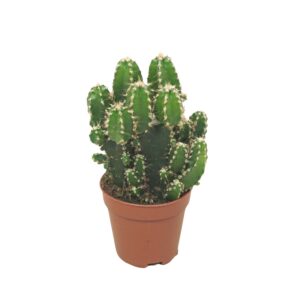 Cereus peruvianus 'Florida' `Paolina` 5,5 cm
(20 Plants/Order)(5.5cmP 8cmH)