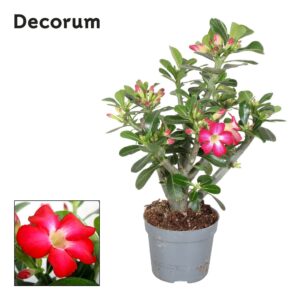 Adenium obesum red 13cm
(6 Plants/Order)(13cmP 40cmH)