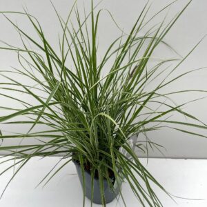 Pennisetum Sky Rocket
(6 Plants/Order)(17cmP 30cmH)