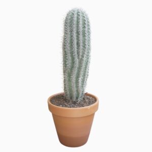 Pachycereus pringlei
(1 Plants/Order)(35cmP 110cmH)