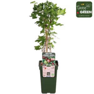 Ribes uva-crispa Easycrisp® Lady Late® Bio P19
(6 Plants/Order)(19cmP 50cmH)