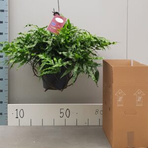 Microsorum diversifolium
(1 Plants/Order)(25cmP 60cmH)