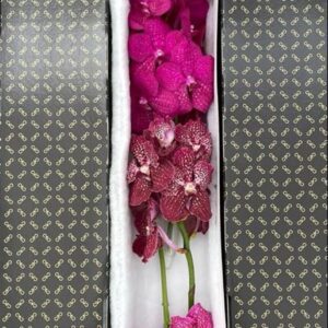 Vanda per spike mixed Vanda Pink mix X4
(4 Plants/Order)(5cmP 25cmH)