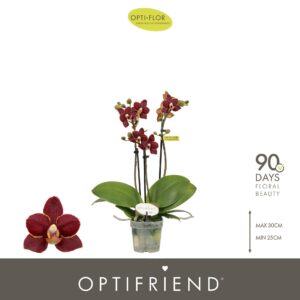 Phalaenopsis Multiflora Optifriend Esmee 3 spike
(8 Plants/Order)(7cmP 25cmH)