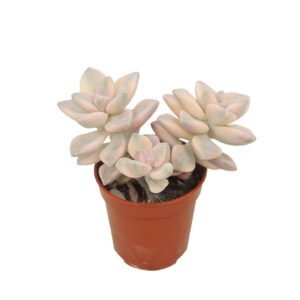 Echeveria Graptoveria titubans variegata 5,5 cm
(20 Plants/Order)(5.5cmP 8cmH)