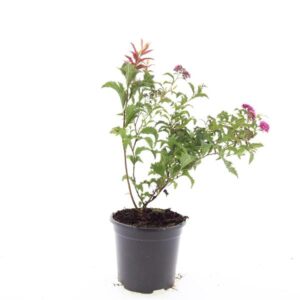 Spiraea japonica Crispa
(8 Plants/Order)(14cmP 10cmH)